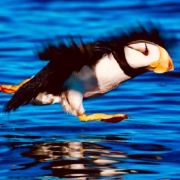 Brand New! Animal Bundle set of three 8.5x11 Ultra Glossy Wall/Locker Posters!😃 - Picture 3 of 8